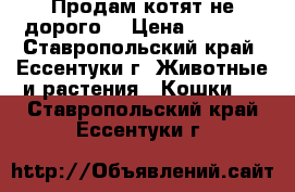 Продам котят не дорого. › Цена ­ 4 500 - Ставропольский край, Ессентуки г. Животные и растения » Кошки   . Ставропольский край,Ессентуки г.